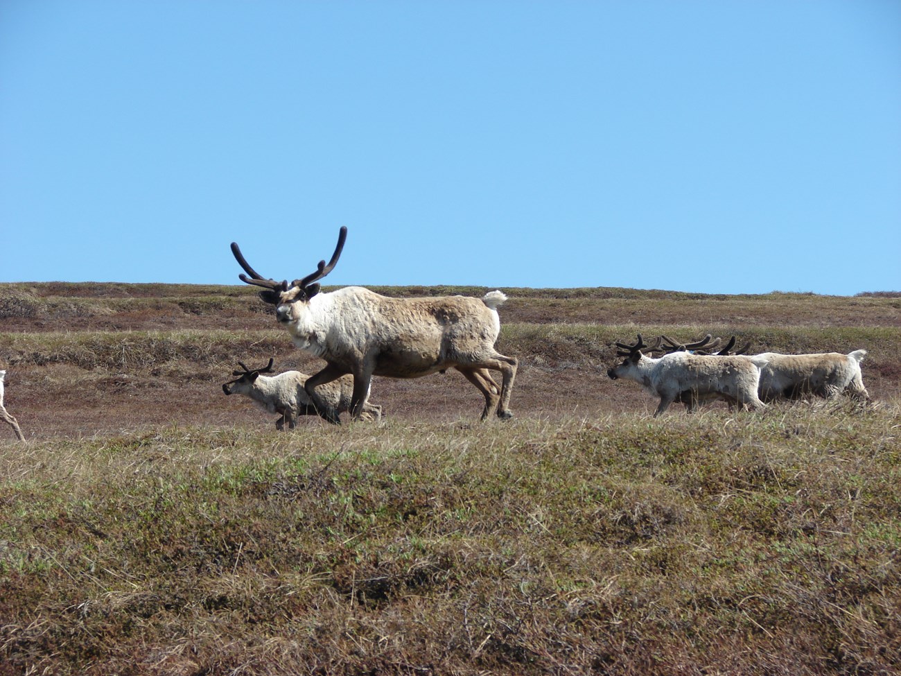 Four reindeer running on the tundra.
